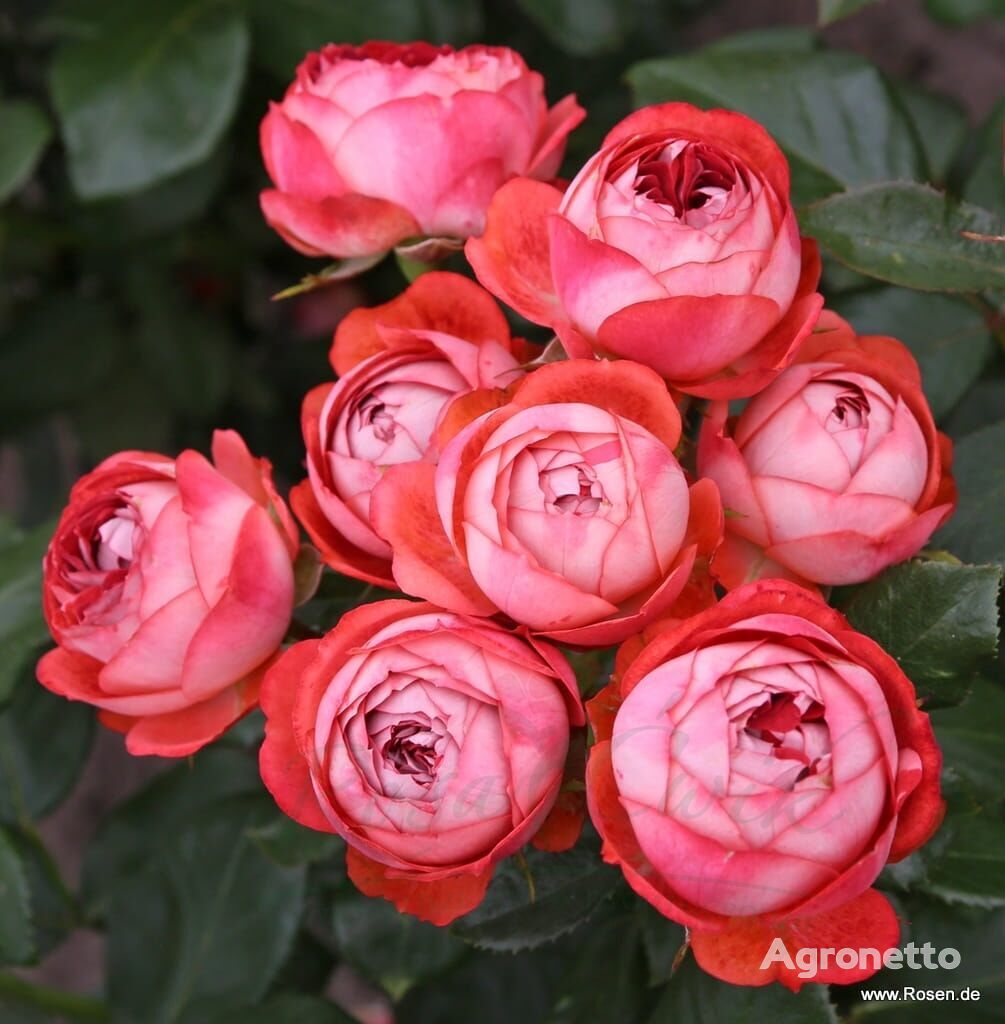 Róża Pompeji® Blumensetzling