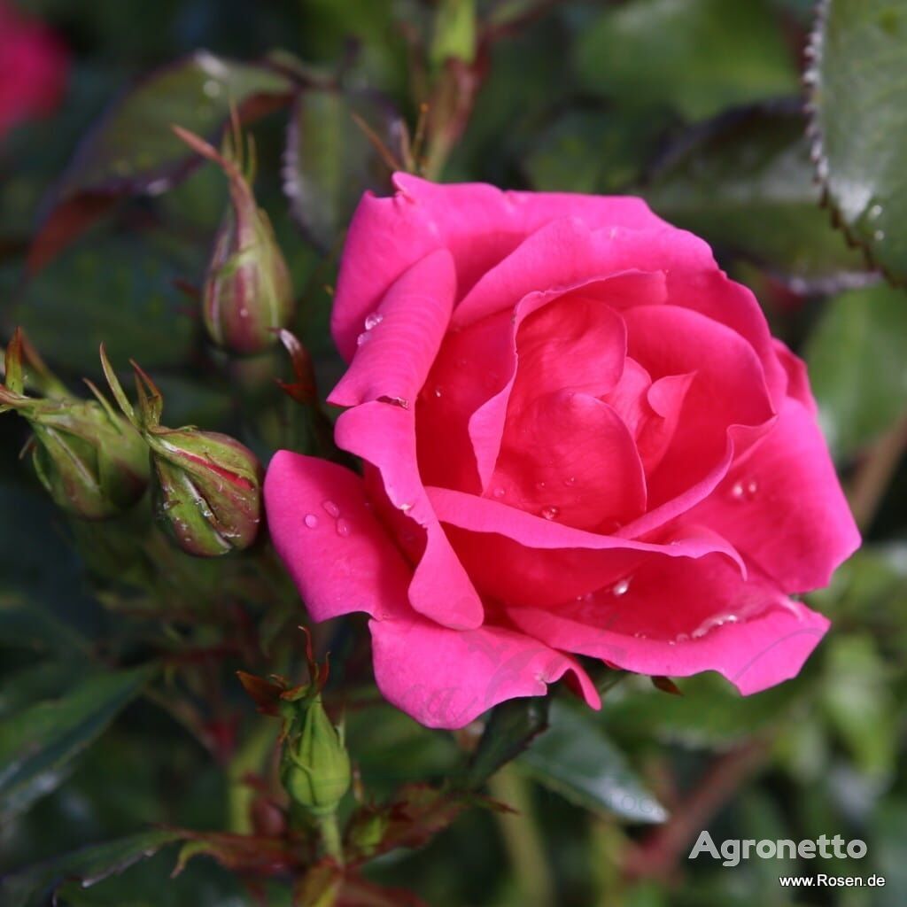 Gartenfreund® Rose